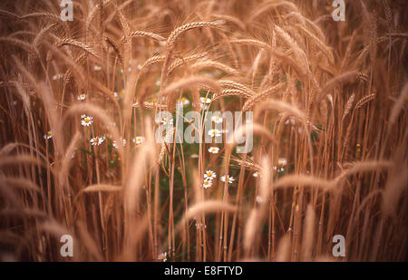 L'Italia, Toscana, vista di golden il frumento nel campo Foto Stock