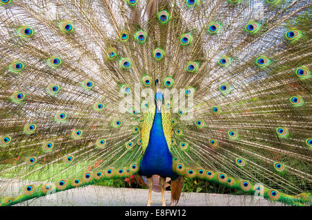 Peacock piumaggio di visualizzazione Foto Stock