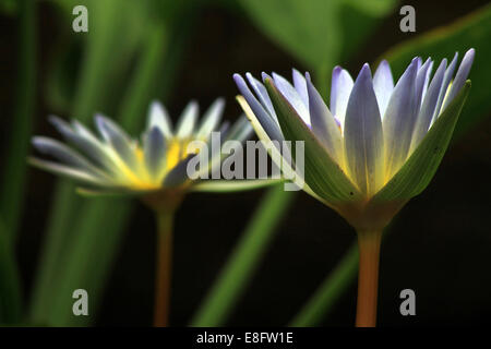 Indonesia, Jawa, Giacarta, Vista delle ninfee Foto Stock