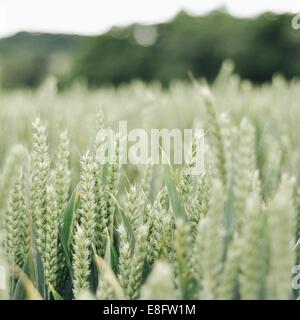 Close-up di campo di grano Foto Stock