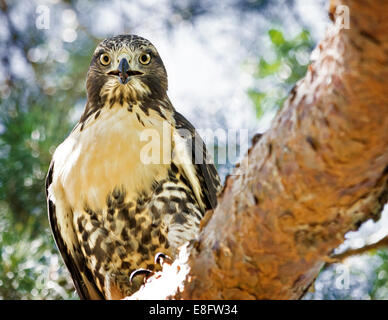 Stati Uniti d'America, Colorado, Denver, Red-tailed Hawk (Buteo jamaicensis) nel parco della città Foto Stock