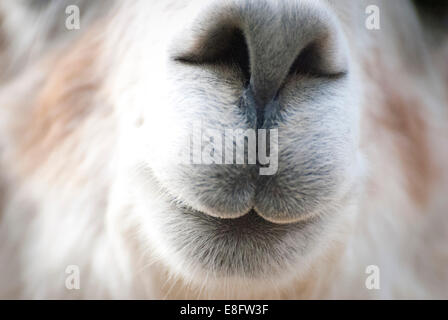 Close-up di alpaca (Vicugna pacos) Foto Stock