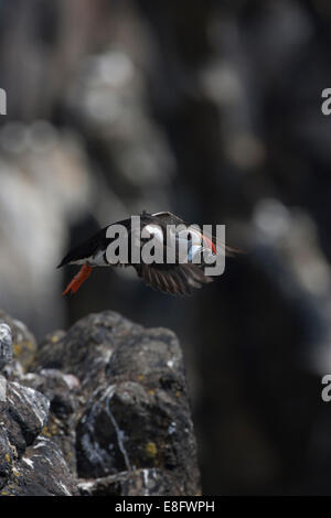 Puffin (Fratercula arctica) sull'Isola di maggio, Scozia, di decollare in volo da cliff edge. Foto Stock