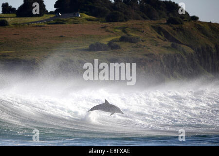 Dolphin saltando fuori dell'oceano Foto Stock