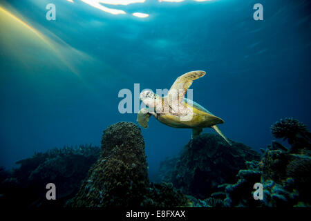 Turtle nuoto subacqueo, Lady Elliot Island, della Grande Barriera Corallina, Queensland, Australia Foto Stock