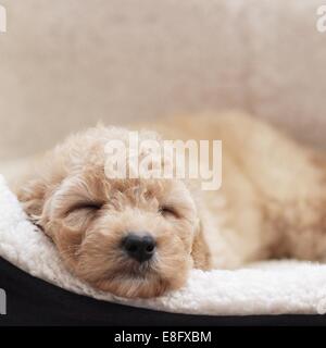 Cucciolo di cane dorme nel cestino Foto Stock