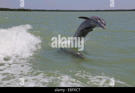 Dolphin saltando fuori dell'oceano Foto Stock