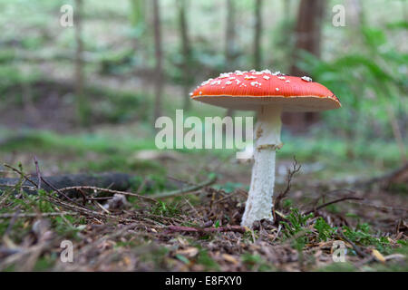 Fly agaric mushroom toadstool Glenashdale boschi Arran Foto Stock