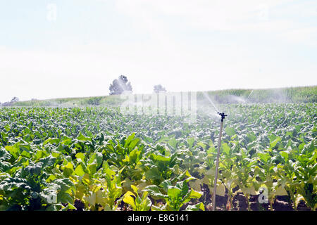 Le piante di tabacco che cresce in fertili La Vera regione, Caceres, Extremadura Foto Stock