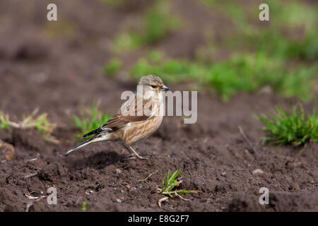 Comune di Linnet Carduelis cannabina adulto Alimentazione sul terreno Foto Stock