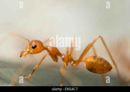 Un Weaver ANT (genere Oecophylla) sale su una lastra di vetro a Hong Kong il 24 agosto 2014. Foto Stock