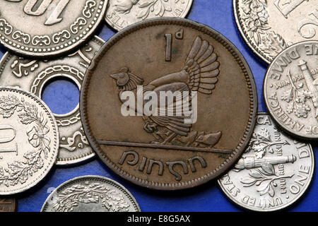 Monete di Irlanda. Gallina con i polli rappresentato nel vecchio Irish un penny moneta (1946). Foto Stock