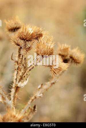 Antico cardo secco in Autunno colori Foto Stock