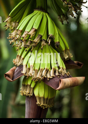 Banane nella giungla Foto Stock