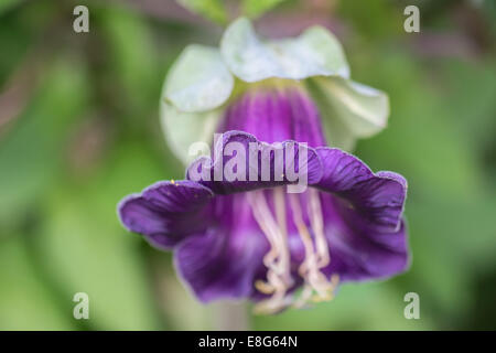 Cobaea scandens cup-e-saucer vine le campane della cattedrale si messicano monastero di edera campane flower close up Foto Stock