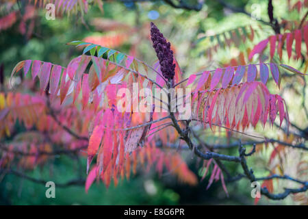 Red staghorn sumac le foglie in autunno Rhus typhina Foto Stock