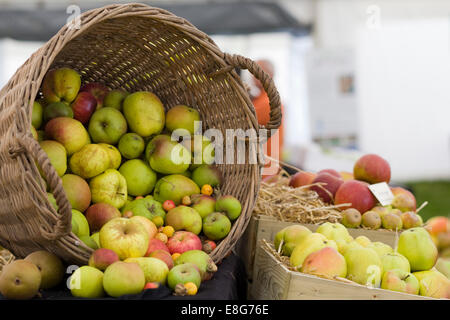 Malus domestica. Raccolte le mele in inglese Foto Stock