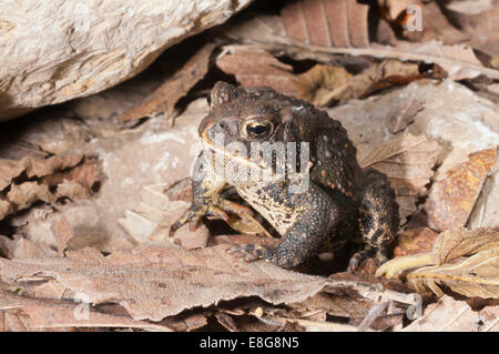 American toad, Bufo americanus; nativo a est di Stati Uniti e Canada Foto Stock