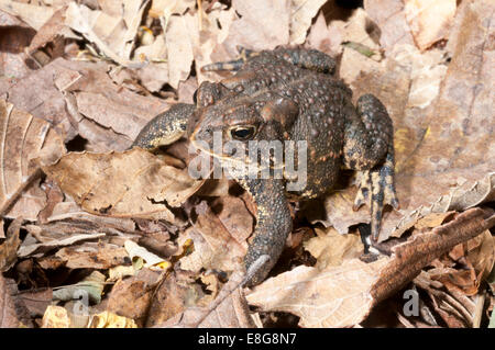 American toad, Bufo americanus; nativo a est di Stati Uniti e Canada Foto Stock