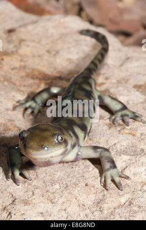 Eastern tiger salamander, Ambystoma tigrinum tigrinum; nativo per Nord America orientale Foto Stock