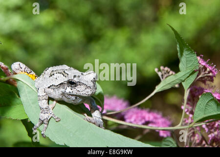 Treefrog grigio Foto Stock