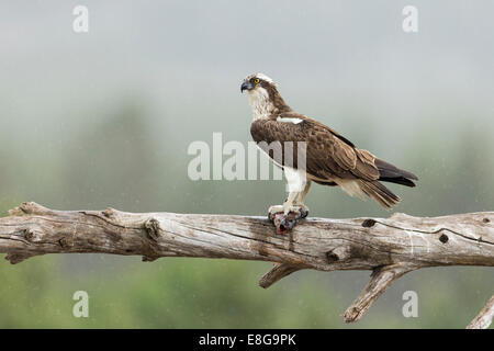 Falco pescatore (Pandion haliaetus) maschio adulto arroccato con pesce Foto Stock