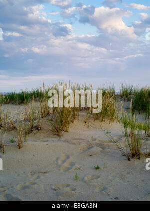 Sera cade sopra le dune di Nida/Nidos Kopas, sul Curonian Spit, Lituania Foto Stock