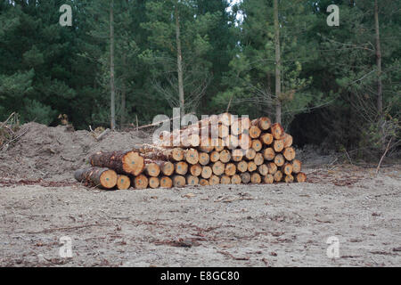 Appena registrato Radiata Pine Foto Stock