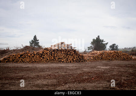 Appena registrato Radiata Pine Foto Stock