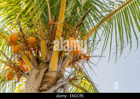 Albero di cocco (Cocos nucifera) un membro della famiglia Arecaceae (Famiglia Palm). Foto Stock