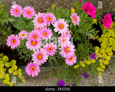 Cluster di vividi fiori di colore rosa con giallo e rosso centri e fern-come fogliame di margherite Leucanthemum, con il rosso nelle petunie e verbena viola. Foto Stock