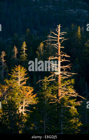 Vista dalla cupola Sentinella, del Parco Nazionale Yosemite in California Foto Stock