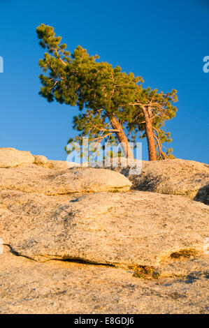 Pino su Sentinel Dome, il Parco Nazionale di Yosemite in California Foto Stock