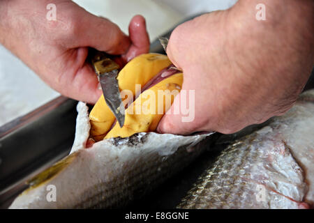 Estrarre il pesce roe (noto come "bottarga' o 'Greca caviale'), a Aitoliko, Comune di Mesolongi,Aitoloakarnania, Grecia. Foto Stock