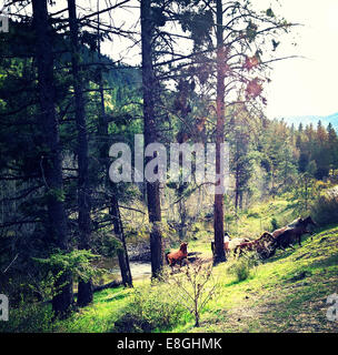 Canada, British Columbia, Okanogan cavalli selvaggi Foto Stock