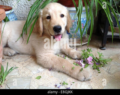 Golden Retriever cucciolo piante da masticare Foto Stock