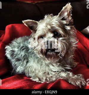 Ritratto di un cane seduto su una coperta rossa Foto Stock