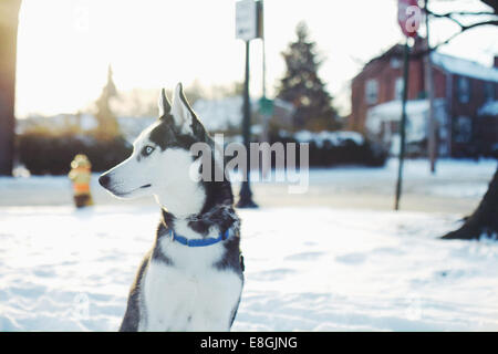 Ritratto di un Husky seduto in strada, Wilmington, New Castle County, Delaware, USA Foto Stock