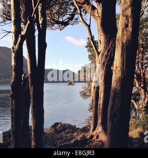 Irlanda, Provincia di Munster, nella contea di Kerry, Killarney, alberi e isola Foto Stock