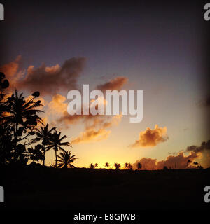 Silhouette di palme al tramonto Foto Stock
