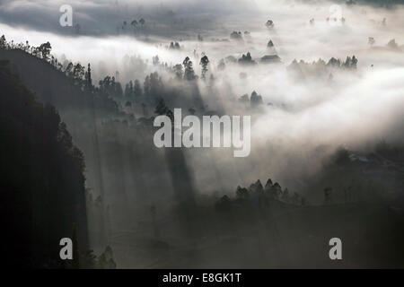 Indonesia, Bali, Kintamani, nebbia di mattina Foto Stock