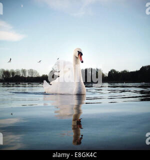 Ritratto di swan nuoto sul lago Foto Stock