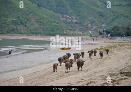 Indonesia, West Nusa Tenggara, Kabupaten Lombok Tengah, Kuta, Kuta Beach, mucca camminando sulla spiaggia Foto Stock