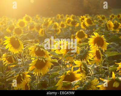 Campo di girasoli, Carolina del Nord, Stati Uniti Foto Stock