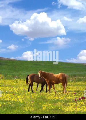 Due cavalli in piedi in un prato, Dimmit County, Texas, Stati Uniti Foto Stock