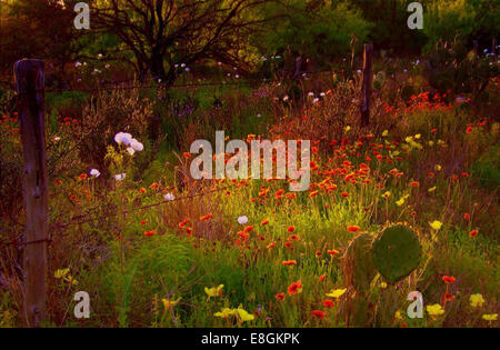 Fiori e cactus selvatici in un prato in primavera, Contea di Dimmit, Texas, Stati Uniti Foto Stock