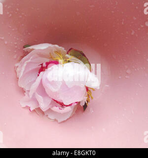 Rosa peonia testa di fiori in vaso rosa Foto Stock