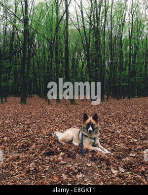 Ritratto di un cane husky giacente su foglie di autunno in foresta Foto Stock