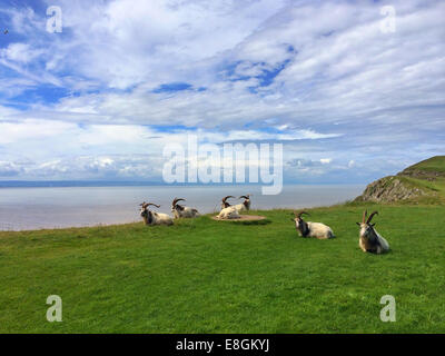 Capre su Brean Down, Somerset, Inghilterra, Regno Unito Foto Stock