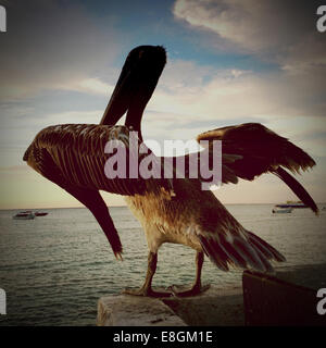 Pelican appollaiato su un muro, Cozumel, Messico Foto Stock